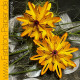 Faltblume 4 / Download