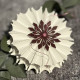 Zubehör-Set 404 Mittelpunktstanzen / Rautenblüte