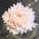 Stanze für Kreppblume / 445 Mini & S